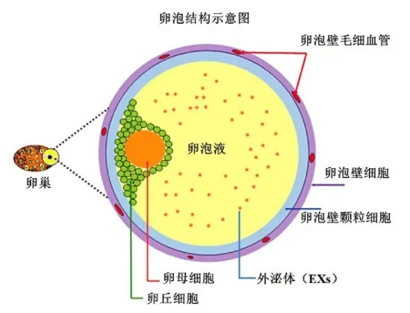 试管助孕