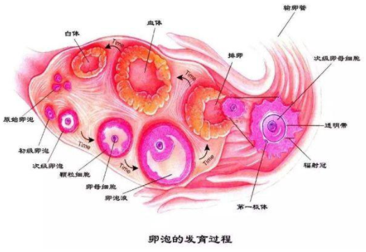 部分女性会出现小卵泡，这种情况对怀孕有影响吗?