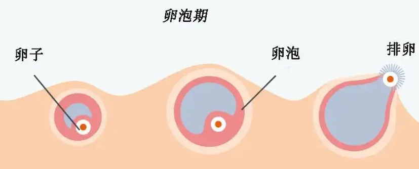 试管婴儿移植鲜胚成功表现主要包括以下几个方面